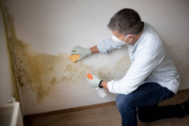 Best Emergency Mold Remediation  in Brooklyn, OH